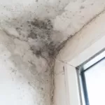 Mold Remediation in Los Angeles