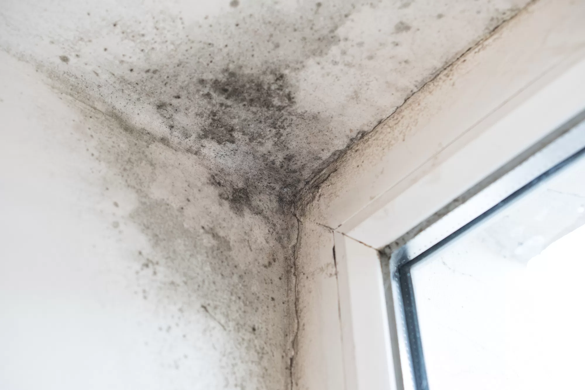 Mold Remediation in Los Angeles