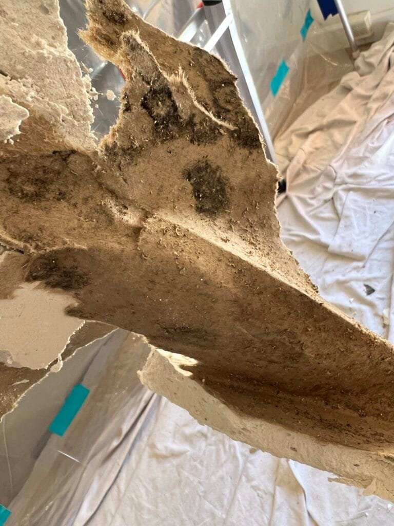 Mold on the back of drywall removed after a drain leak between floors in Calabasas
