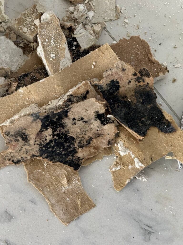 Mold on the back of drywall removed after a jacuzzi drain leak in a Malibu home
